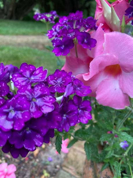 istock Purple and Pink 1336489389