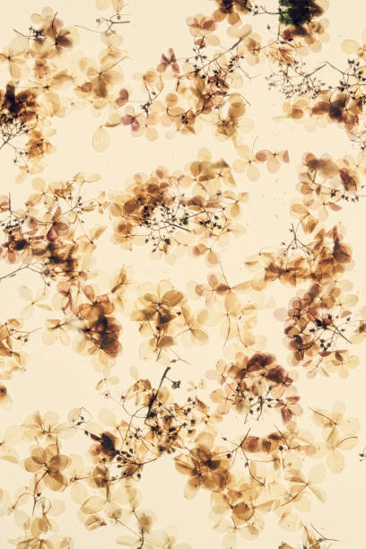 istock Beautiful dried flowers on brown toned background 1336489702