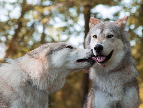 Two wolves showing affection. Wolf kissing another wolf's face