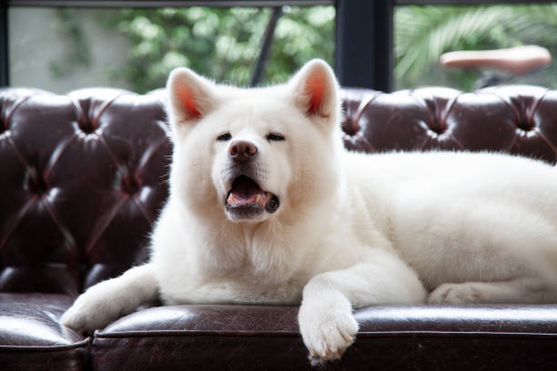white Japanese Akita portrait