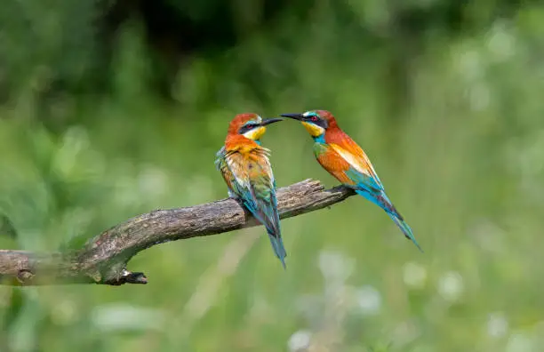 Bee-eaters (Merops apiaster) (European bee-eater) sit on a branch in Burgenland, Austria, Europe