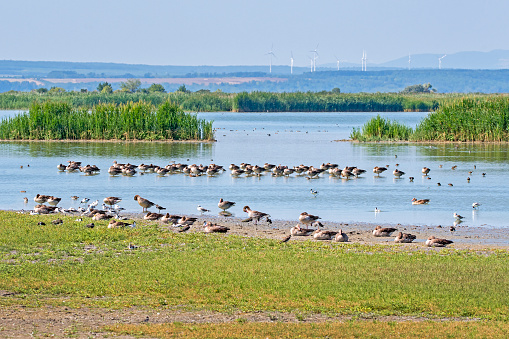 Greylag goose rests on the lakeshore, Lake Neusiedl National Park, Burgenland, Austria, Hungary, Europe