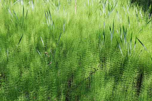 Thicket of Equisetum, also known as horsetail growing on the swamp in early summer