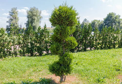Small ornamental Juniper tree with twisted branches special form on a blurred background of other trees in park in summer sunny day