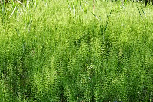 Thicket of Equisetum, also known as horsetail growing on the swamp in early summer, background