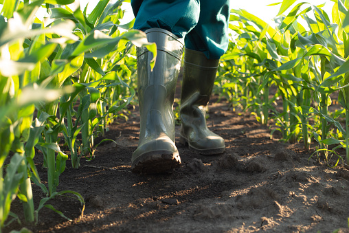 istock Low angle view at farmer feet in rubber boots walking at camera along maize stalks 1336492672