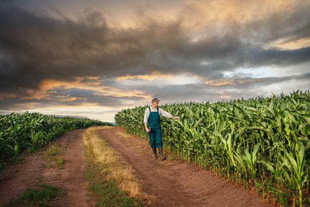 coltivatore di mais maschile calmo caucasico in tuta cammina lungo il campo di mais con tablet pc nelle sue mani - ipad farmer agronomy pc foto e immagini stock