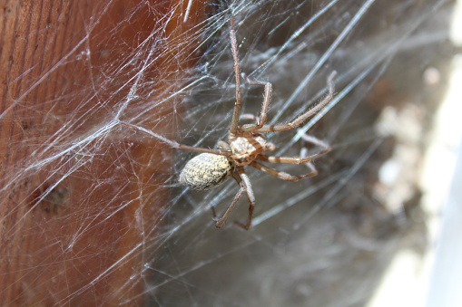 Spider Nephila pilipes golden orb-web spider on netting web closeup detail background