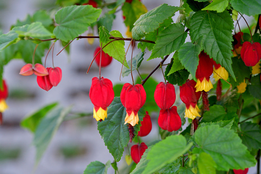 Tyrolean lamp/abutilon megapotamicum, also called callianthe megapotamica or trailing abutilon, is native to tropical and subtropical region, but can also grow in temperate zone areas. It is flowering and climbing tree. The pendant flower appear from May to October and the flowers are hermaphrodite (have both male and female organs). Each bloom has a red calyx, five yellow petals and purple anthers.