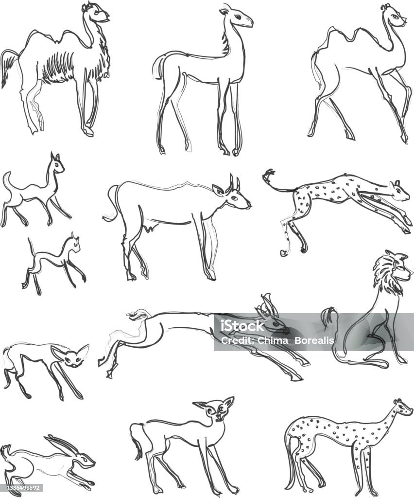 Animains Vector Doodle Contour Drawings Of Set Various Wild Animals Stock ...