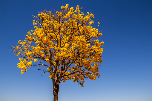 Yellow ipê, a typical Brazilian cerrado tree. Handroanthus albus. A flowering yellow ipe in a countryside landscape.