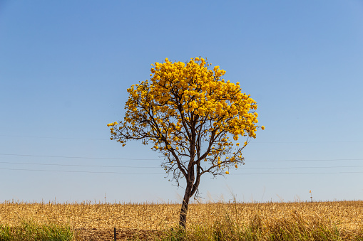 Yellow ipê, a typical Brazilian cerrado tree. Handroanthus albus. A flowering yellow ipe in a countryside landscape.