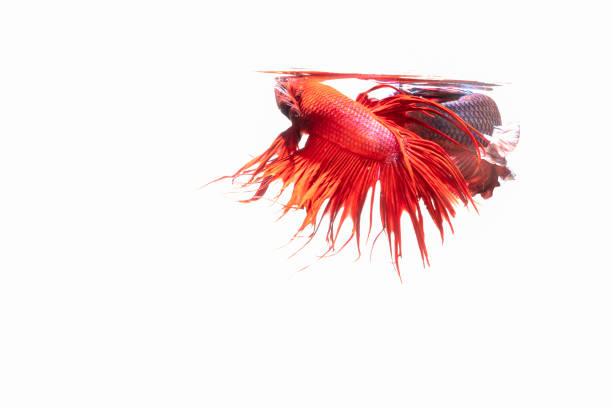 istock Two Thai fighting fish on a black background 1336497288