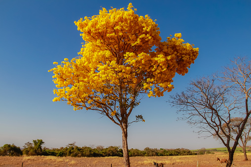 Yellow ipê, a typical Brazilian cerrado tree. Handroanthus albus.