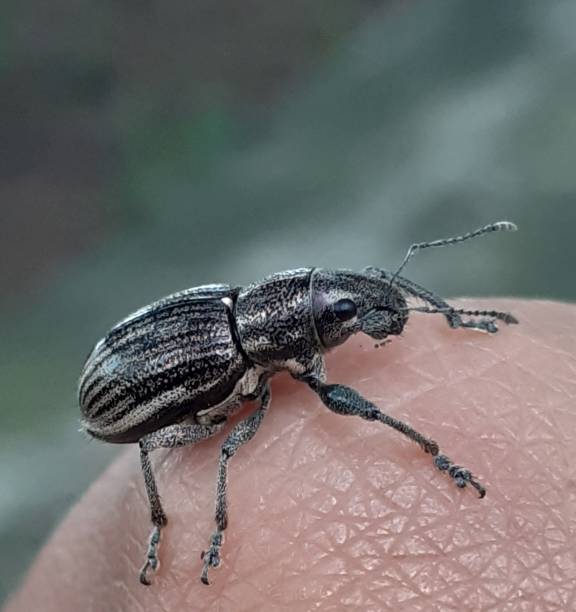 istock Curculionidae beetle in Sao Paulo 1336498433