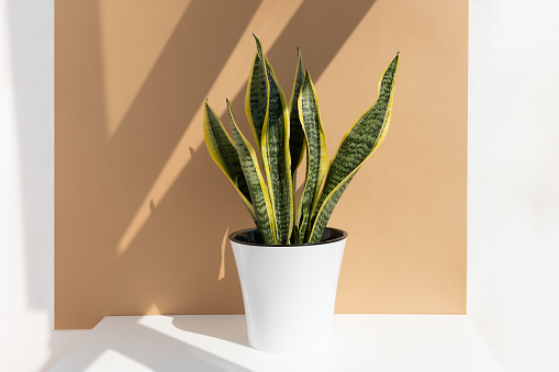 Sansevieria plant in a modern pot on a white table against a beige wall. Home plant Sansevieria in a modern interior