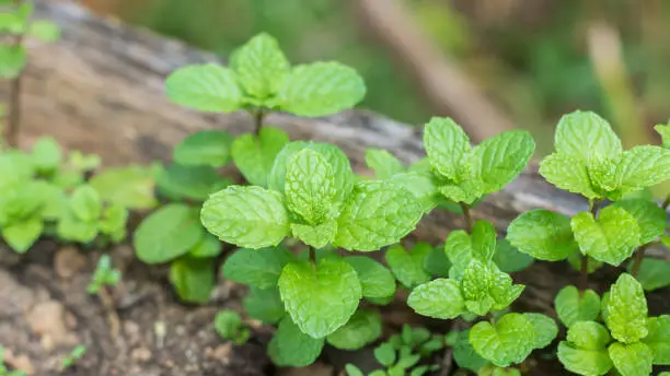 Photo of mint plant, fresh green fragrant herb grown in the garden