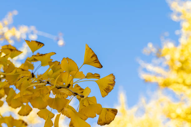 istock Golden ginkgo trees and blue sky 1336498854