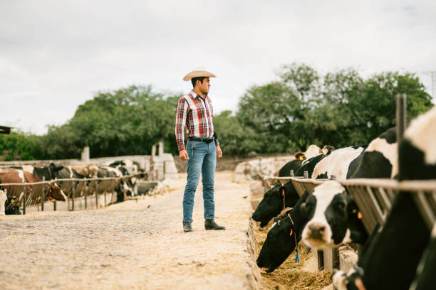 istock Farmer working in Cattle farm 1336498856