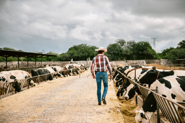 istock Farmer working in Cattle farm 1336498857