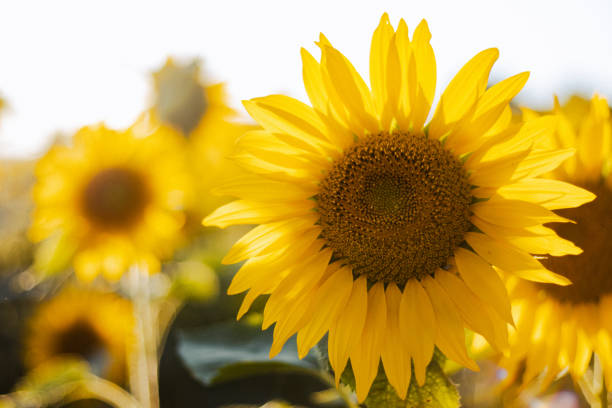 istock Close up on a sunflower with sunset in the background. 1336499091
