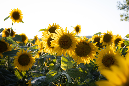 Beautiful field of blooming sunflowers against sunset golden light in rural area and blurry hills landscape background.