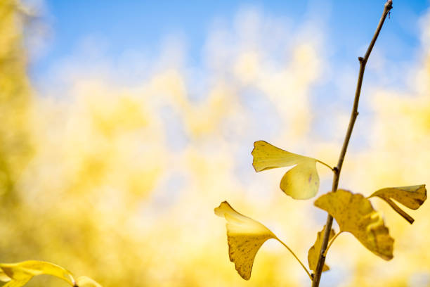 Ginkgo trees and blue sky that turned golden in autumn