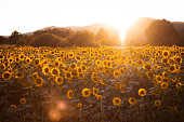 Sunflower field with sunset in the background, lens flare from the sun. Big field of blooming sunflowers against setting sun in the countryside. Golden hour.