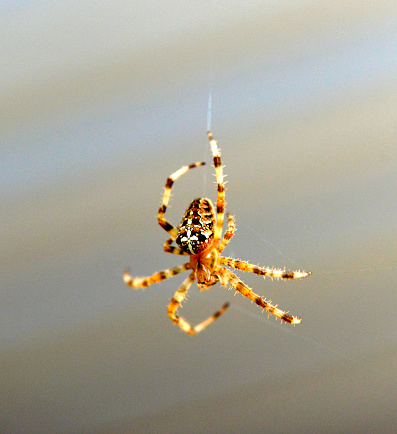 European garden spider qith cross shape on a back