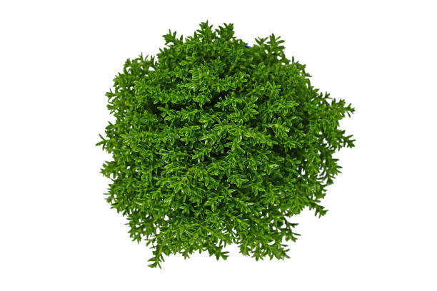 istock 'Hebe Armstrongii' hybrid plant on white background 1336501218
