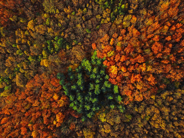 istock Overhead colorful mixed autumn forest aerial background, made directly from above 1336501344