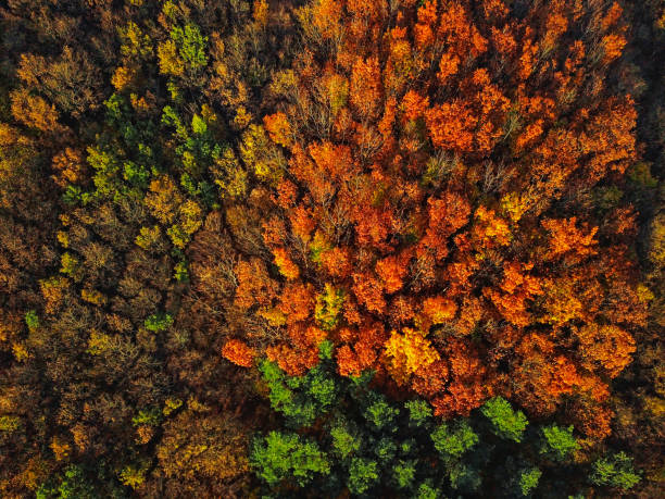 istock Overhead colorful mixed autumn forest aerial background, made directly from above 1336501444