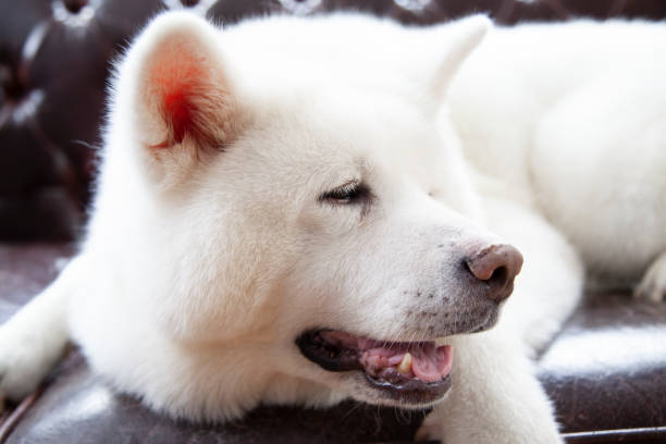 istock white Japanese Akita portrait 1336501486