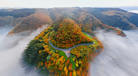 Autumn forest road in morning fog. Mosele Valley, Germany.