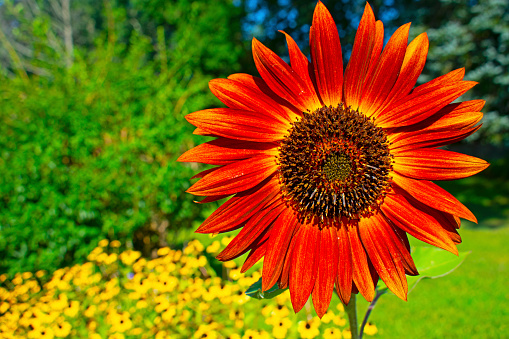 Isolated bright red sunflower (helianthus) head on a blurred green and yellow background