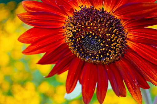 Close-Up of Isolated bright red sunflower (helianthus) head on a blurred yellow background