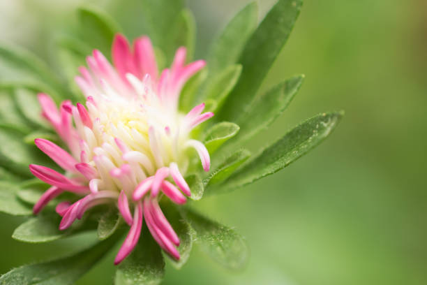 Outdoor small cute chrysanthemum flowers