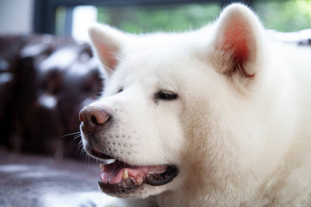 white Japanese Akita portrait