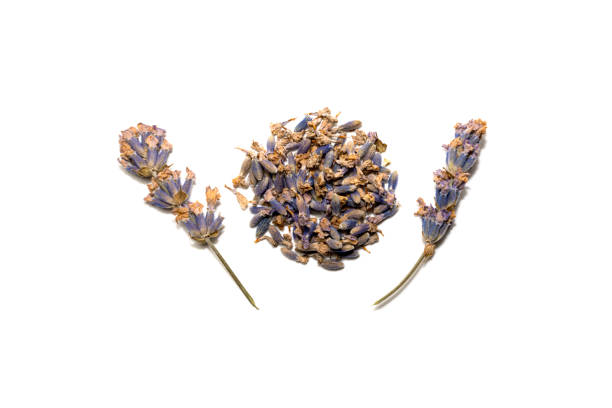 fresh lavender flowers isolated on white backgroundsee my