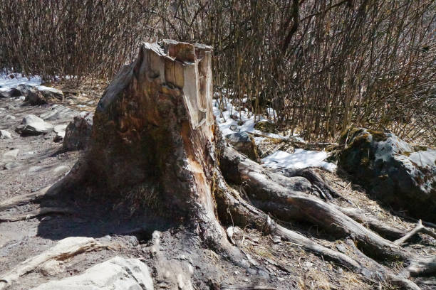 Broken plant roots on natural green park