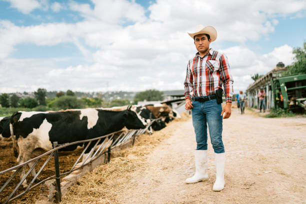 istock Farmer working in Cattle farm 1336503156
