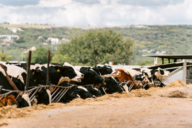 Herd of cows eating hay in a farm