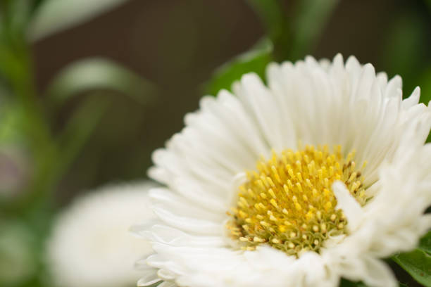 Outdoor small cute chrysanthemum flowers