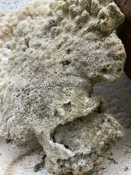 istock Nature pattern or texture created by the coral rock 1336505047
