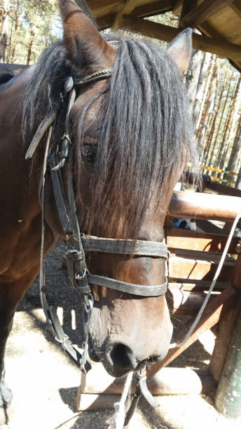 istock Brown horse head n the forest, nature background 1336505135