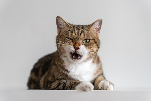 Studio portrait of funny cat winking and looking at camera with suspicious expression. Close-up a tabby cat yawning, lying down on the white table.