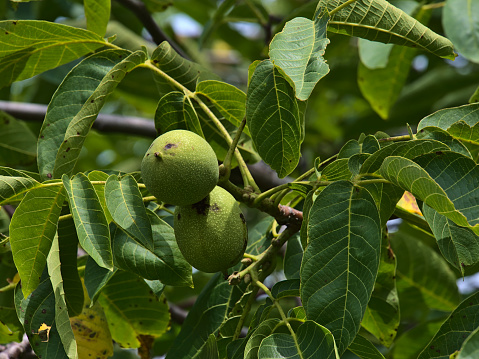 Closeup view of a juglans regia tree, also called Persian, English or Carpathian walnut, with green fruits and leaves on sunny summer day at Limburg mountain near Weilheim an der Teck, Germany.