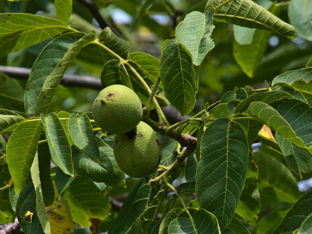 Closeup view of a juglans regia tree, also called Persian, English or Carpathian walnut, with green fruits and leaves on sunny summer day at Limburg mountain. stock photo