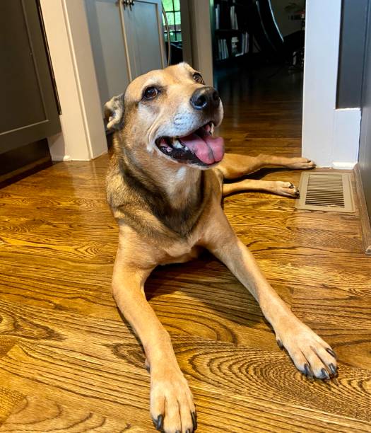 istock Happy dog lying in the floor 1336506129