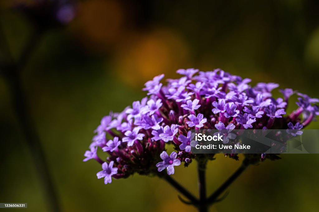 Blossoms of a Patagonian Vervain Beauty Stock Photo